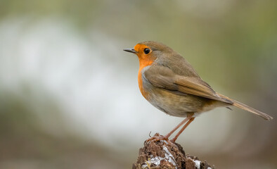 Fototapeta premium bird, robin, natur, wild lebende tiere, tier, wild, ast, bird, rot, garden, schnabel