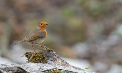 bird, robin, natur, wild lebende tiere, tier, wild, ast, bird, rot, garden, schnabel