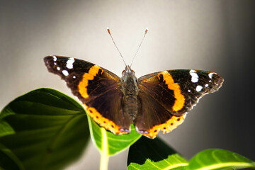 Butterfly sunbathing