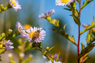 Pollinisateur - Abeille solitaire butinant des fleurs d'aster