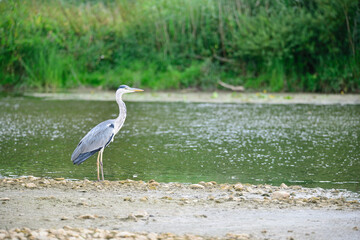 H&eacute;ron cendr&eacute; en r&eacute;serve naturelle