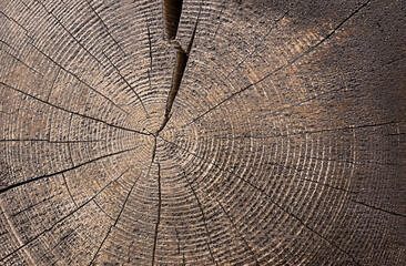 A bright cut of a wooden beam. Organic texture of wood rings. 