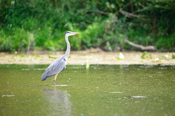 Héron cendré en réserve naturelle