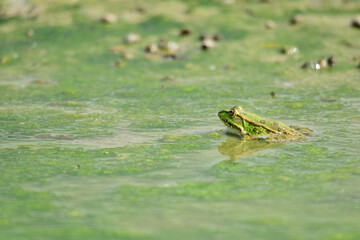 Grenouille au marais