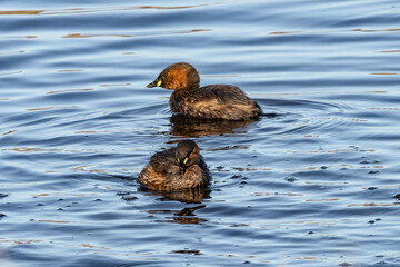 Two little grebe (Tachybaptus ruficollis), also known as dabchick, is a member of the grebe family of water birds