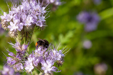 Pollinisateurs - Bourdon des pierres butinant des fleurs de phacélie dans un jardin en été