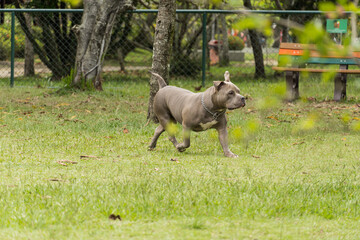 American Bully dog playing and having fun in the park. Selective focus