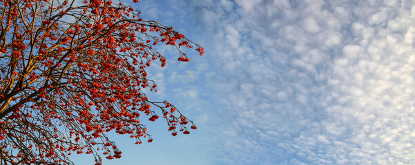 Rowan tree branches with red berries on a blue sky with wonderful white fluffy clouds background. Bright colors of winter nature in  sunny weather. Winter wonderland - wide border, space for text