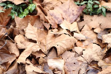 Leaves On The Forest Floor In Fall. 