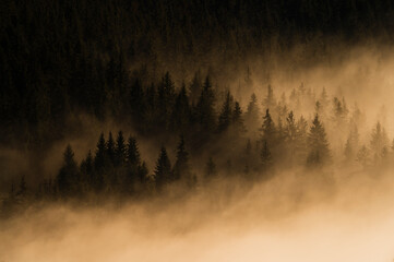 Fir trees in the fog in the light of sunrise