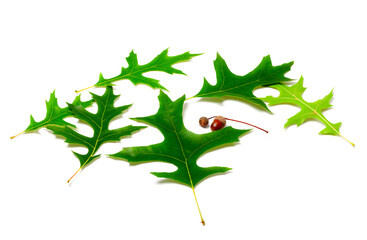 Fototapeta premium Green leafs of oak and acorns