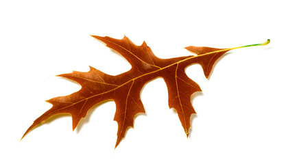 Naklejka premium Autumn leaf of oak on white background