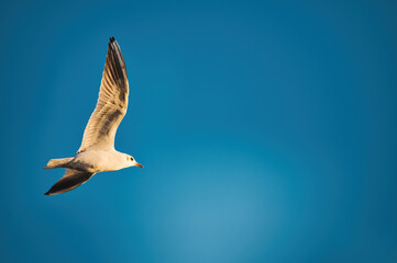 Nahaufnahme einer Möwe im Flug unter blauem wolkenlosem Himmel