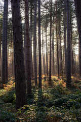 Fototapeta premium autumn forest in the morning