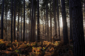 morning in the forest