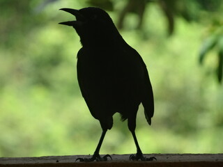 Silhouette d'un oiseau noir qui chante