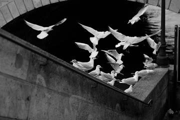 group of black and white pigeons