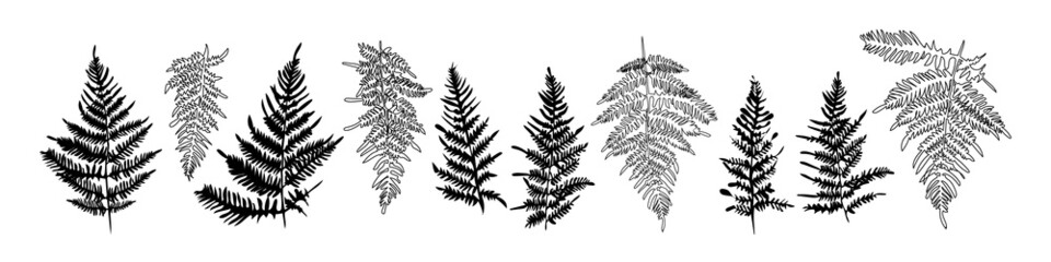 vector black silhouette. fern plant. stock illustration. White background
