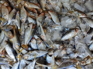 pile of small marine fish with ice for sale in fish market