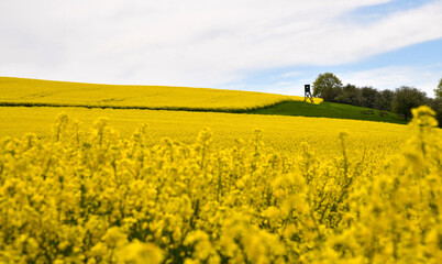 Obraz premium blühendes Rapsfeld
