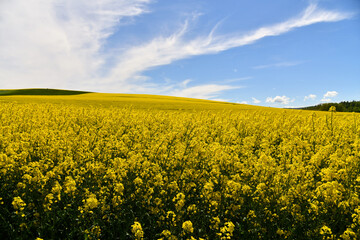 blühendes Rapsfeld