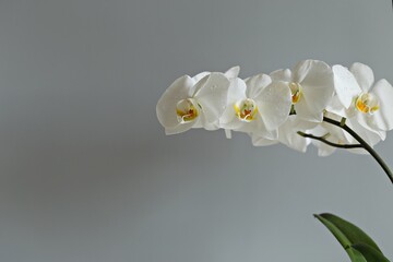 White orchid flowers close up on gray background