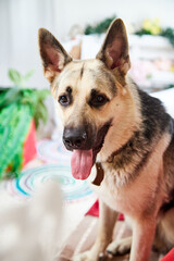 Dog German Shepherd in a forest in the room