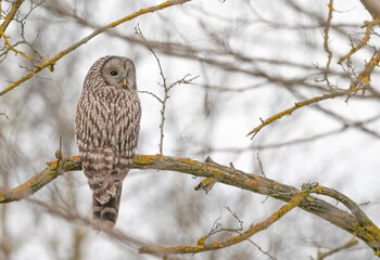 Strix uralensis on the branch