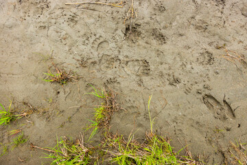 Travelling above the tree line in Alaska's Northern Talkeetna Mountains, it's not unusal to see signs of  recent grizzly bear activity.  These tracks are very  fresh.
