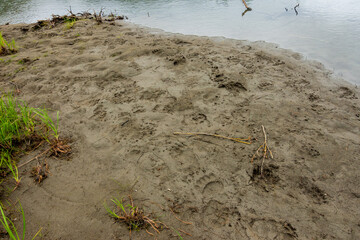 Travelling above the tree line in Alaska's Northern Talkeetna Mountains, it's not unusal to see signs of  recent grizzly bear activity.  These tracks are very  fresh.