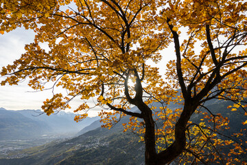 Beautiful autumn tree with golden  leaves. Swiss alps background. Natural lighting. Outdoor nature viewpoint.