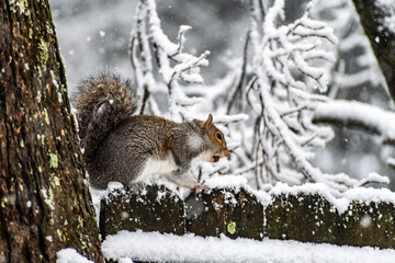 Squirrel with an acorn in his mouth on a snowy day.