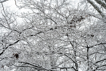 1/3/2022 - Richmond, Virginia, USA:  Snow and Ice on the trees after the first snow of the new year