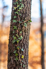 Ivy leaves on a tree trunk