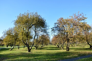 Obraz premium apple tree in spring