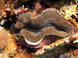 Giant Clam of the red sea