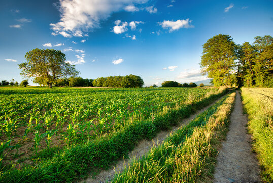 Chemin de campagne &agrave; l'heure dor&eacute;e.