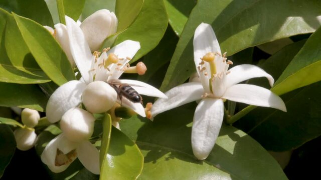 Bees pollinating orange blossoms in spring. White flowers of fruit tree. Honey and nectar production.