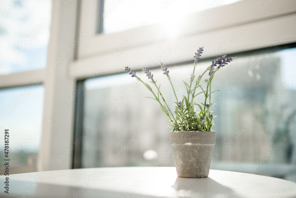 Wall mural lavender flowers in a concrete flowerpot on the table on the background of a window with sunlight