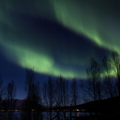Norwegian aurora borealis - northern lights on the north pole with trees