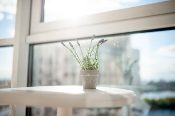 Beautiful sunlight through the window shines on a table with lavender flowers in a concrete vase