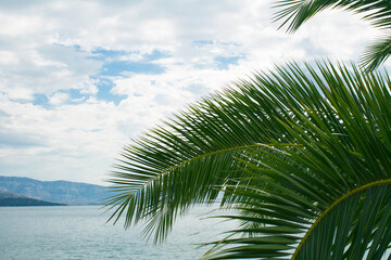 Summer background. Close-up on palm leaves, sea and cypress on the sunny day. Corfu. Greece.