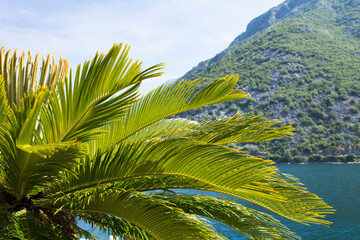 Fototapeta na wymiar Summer background. Close-up on palm leaves, sea and mountains on the sunny day.