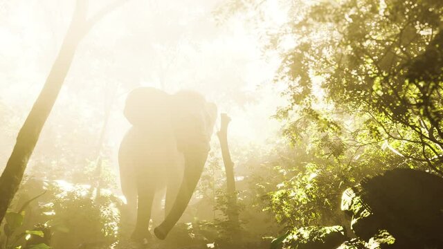 wild bull elephant in the jungle with deep fog