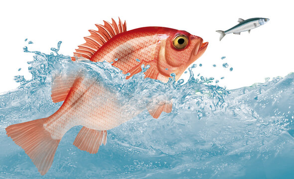 poisson, s&eacute;baste  , attaque, &eacute;vasion, vague, aliment, frais, blanc, fruits de mer, brut, p&ecirc;che, sauvage, mer, ailette, sain, queue, attraper, truite, t&ecirc;te, nature, argent, fra&icirc;cheur, eau, repas
