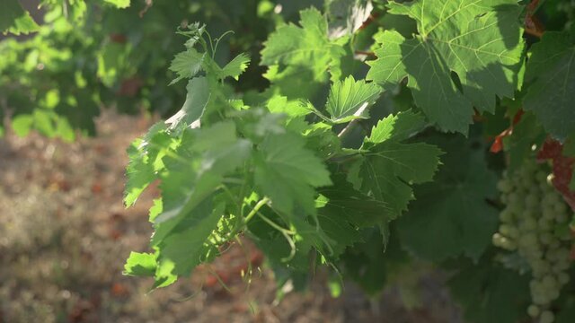 Green vineyards before harvesting the grapes on a sunny day. White wine production. Fino, Xerez, Malaga Virgin. Pedro Ximenez