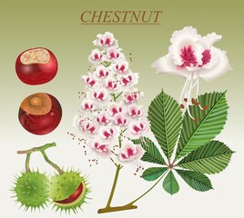 chestnut edible noble and medicinal plant pharmacy