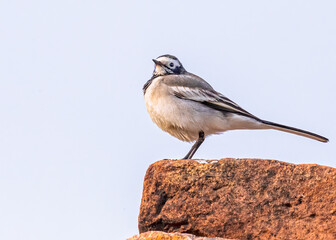 White Wagtail looking into Camera