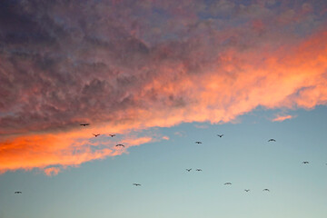 Seagulls in the sunset