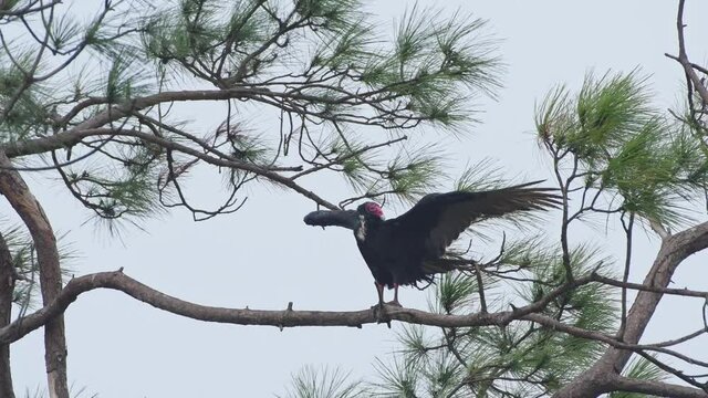 Turkey vulture drying it's wings in a tree on windy foggy morning